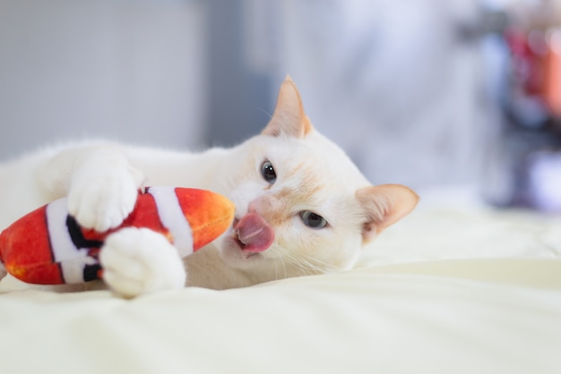 Gato blanco acostado en la cama