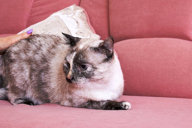 Gato blanco acostado en un sofá rosa