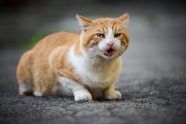 El gato blanco adulto del gato rojo se sienta en la calle