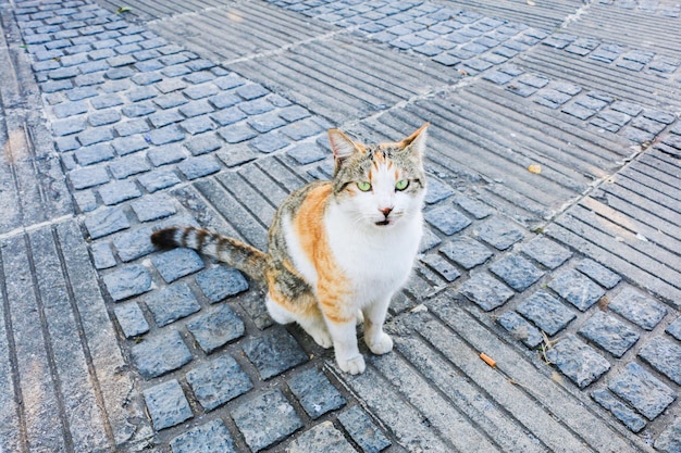 gato blanco al aire libre en un día soleado