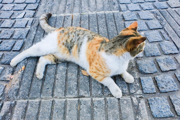 gato blanco al aire libre en un día soleado