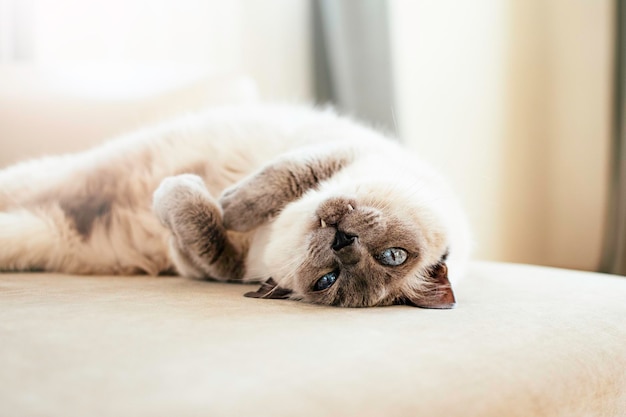 Gato blanco con bozal oscuro como raza tailandesa con ojos azules mentiras graciosas en un sofá claro