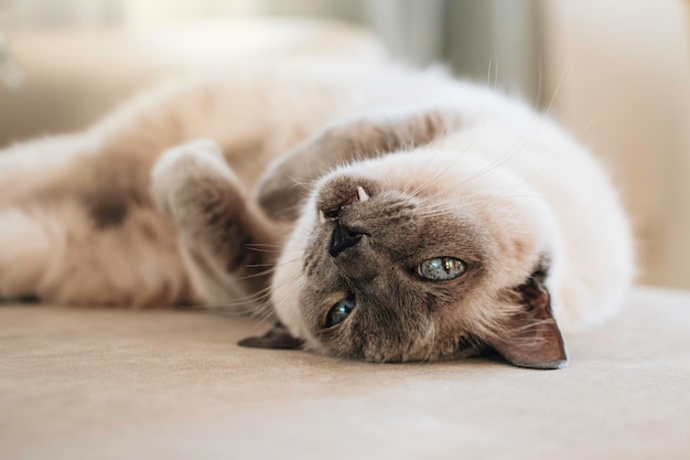 Gato blanco con bozal oscuro como raza tailandesa con ojos azules yace en un sofá