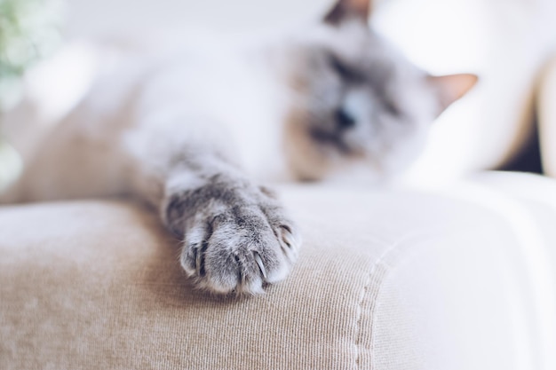 Gato blanco con bozal oscuro conocido como raza tailandesa con una pata extendida yace en un sofá claro