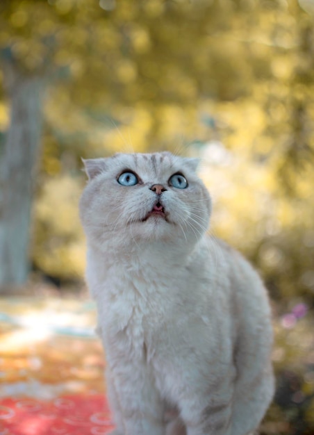 El gato blanco británico de pelo corto con ojos azules se sienta en el fondo de las hojas de otoño al sol en la naturaleza El concepto de mascotas La posición vertical de la foto