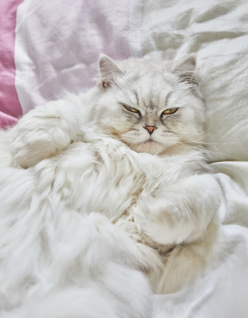 El gato blanco británico de pelo largo yace boca arriba en la cama