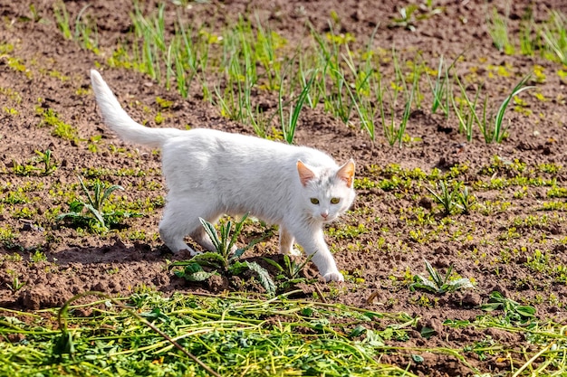 Gato blanco camina en el jardín en un día soleado de primavera