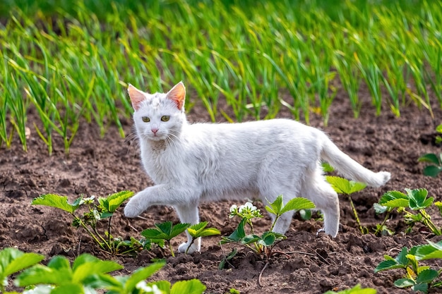 Gato blanco camina en el jardín en un día soleado de primavera