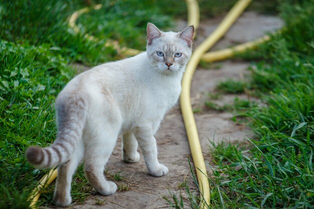 Gato blanco caminando por el camino en la aldea.