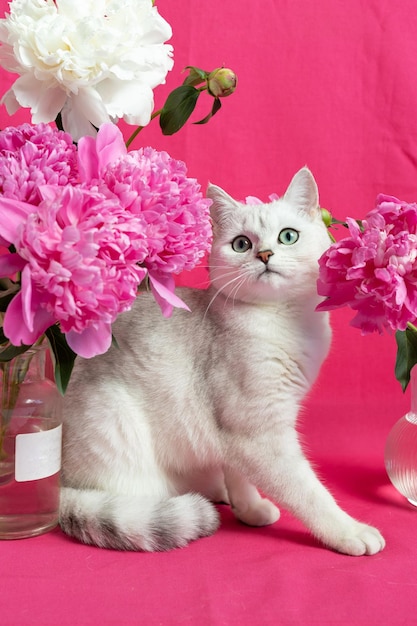 Gato blanco cerca de un ramo de peonías rosas sobre un fondo rosa Raza de chinchilla plateada británica