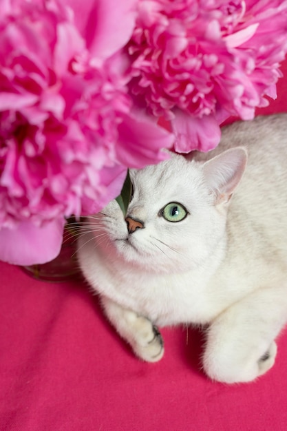 Gato blanco cerca de un ramo de peonías rosas sobre un fondo rosa Raza de chinchilla plateada británica