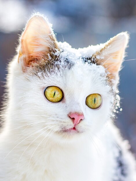 Gato blanco cubierto de nieve sobre un fondo borroso en clima soleado_