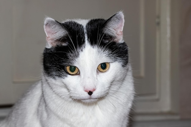 Gato blanco doméstico con orejas negras primer plano