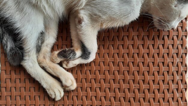 Gato blanco durmiendo en una silla de mimbre marrón 03