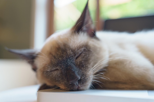 Gato blanco durmiente en sueño perfecto