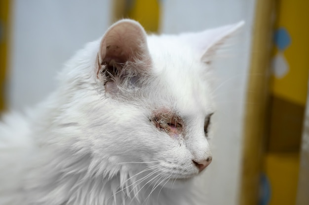 Gato blanco enfermo sin ojos. animal herido