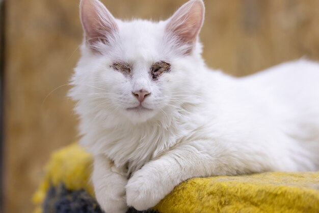 Gato blanco enfermo sin ojos. animal herido