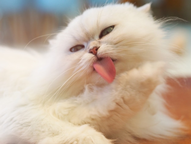 El gato blanco es la lengua.