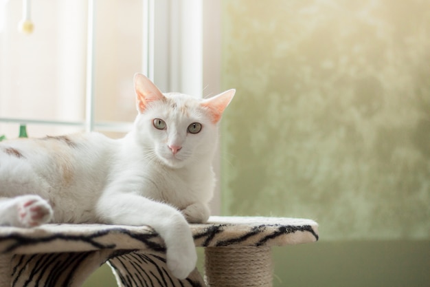 El gato, blanco y esponjoso, acostado en el árbol del gato, está mirando a la cámara con un lindo.