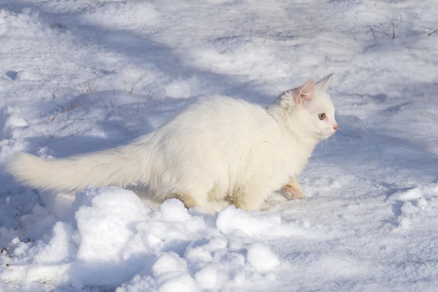 Gato blanco esponjoso desapercibido se mueve en silencio en la nieve