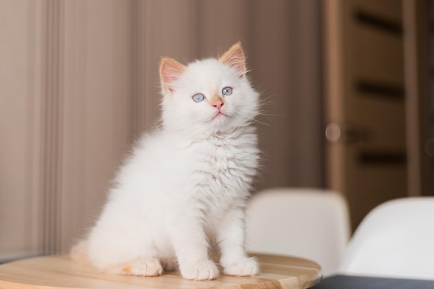 Gato blanco esponjoso Gatito en casa Concepto de mascotas
