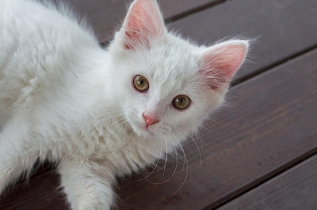Gato blanco esponjoso con hermosos ojos mira a la cámara