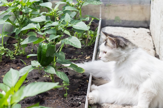 Un gato blanco y esponjoso en un invernadero mira un pimiento verde en crecimiento. Fauna silvestre