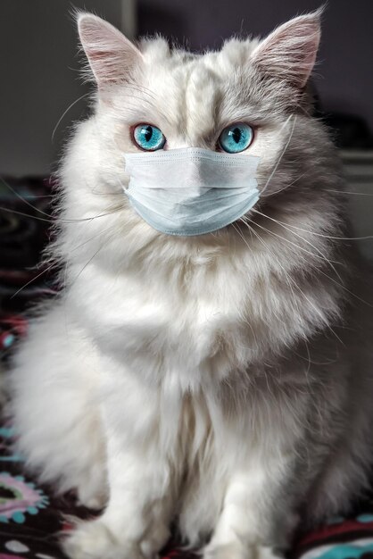 Gato blanco esponjoso con máscara médica