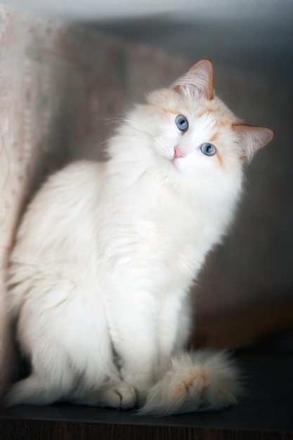 Gato blanco esponjoso con ojos azules sentado en el estante y mirando a la cámara