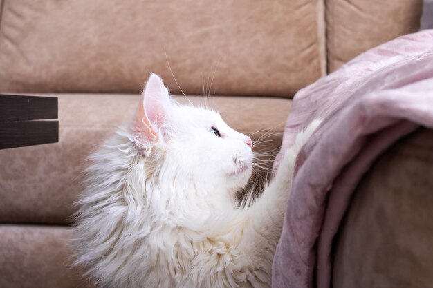 El gato blanco y esponjoso salta en el sofá