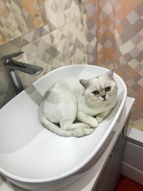 Un gato blanco y esponjoso se sienta en un lavabo de mármol blanco en una bañera ovalada junto a ella hay una cortina de baño rosa con un patrón geométrico que el gato está esperando para beber agua y nadar en el lavabo