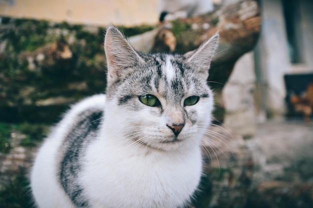 Gato blanco esponjoso