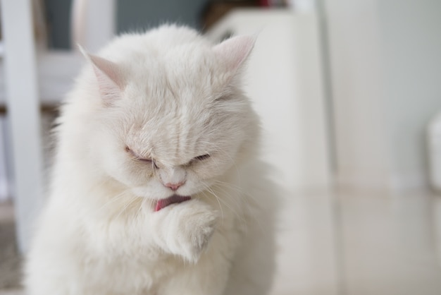 Gato blanco está lamiendo su pata