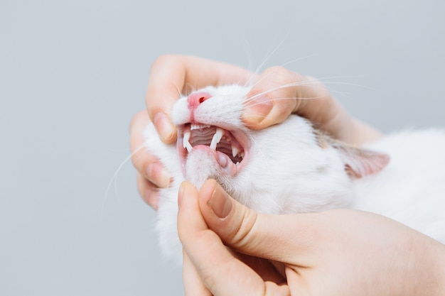 Gato blanco examinado por un veterinario sobre fondo gris