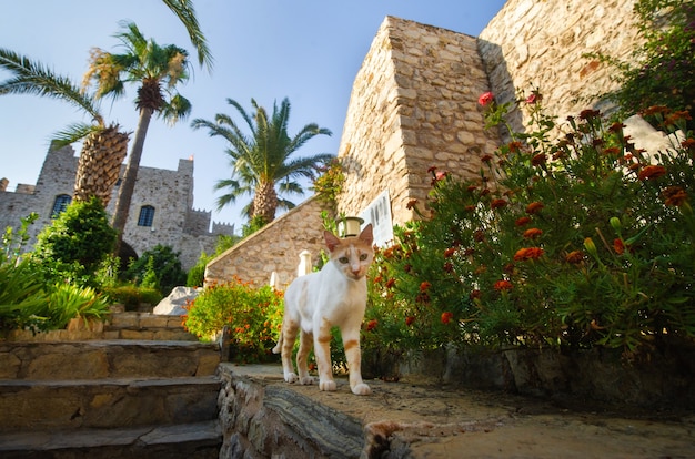 Gato blanco en la fortaleza en el terraplén de la ciudad de Marmaris.Turquía