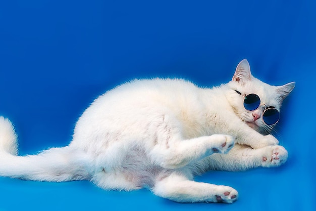 Gato blanco con gafas sobre fondo azul.