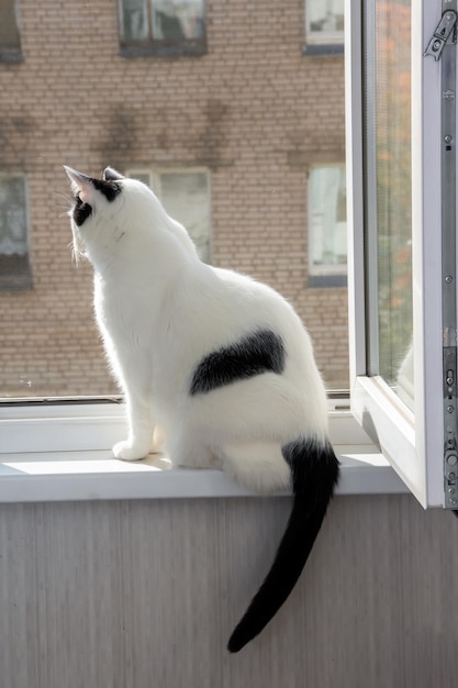 Un gato blanco gordo se sienta en una ventana