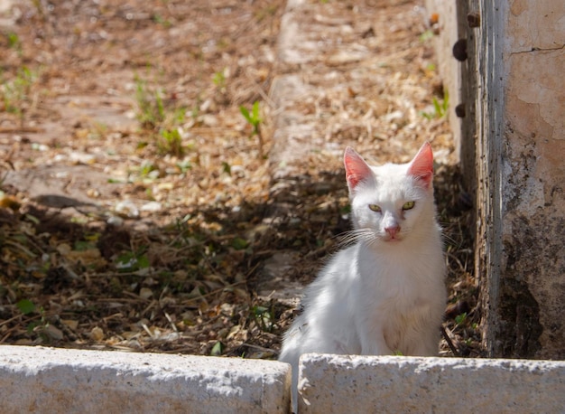 Gato blanco griego sentado bajo un arbusto de rosas blancas en un pueblo de la isla de Evia en Grecia