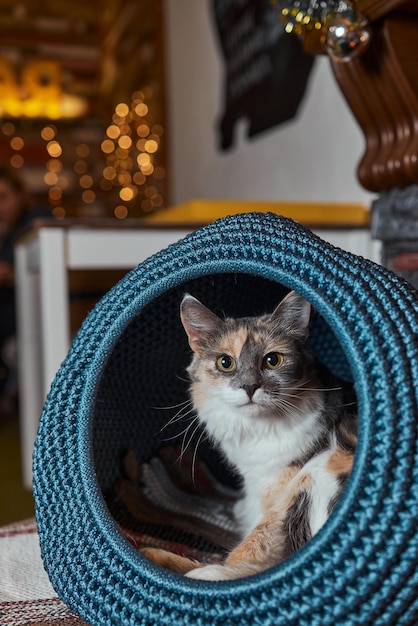 Foto gato blanco y gris en la casa del gato en el piso mirando hacia la derecha.