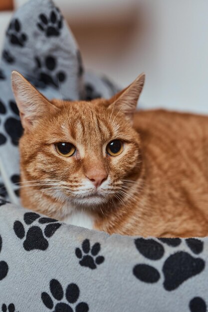 Gato blanco y gris en la casa del gato en el suelo mirando a la derecha