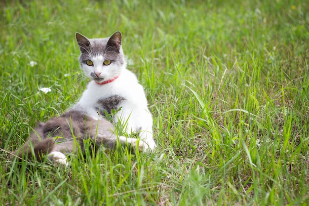 Gato blanco gris en hierba verde jugando gato en verano