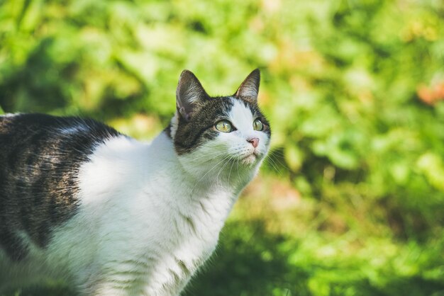 Gato blanco y gris en el jardín mirando a un lado