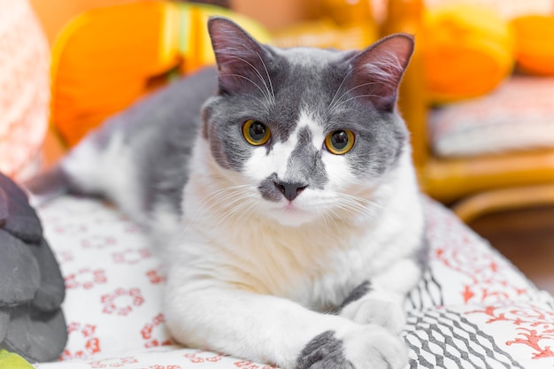 Un gato blanco y gris que se relaja en el sofá