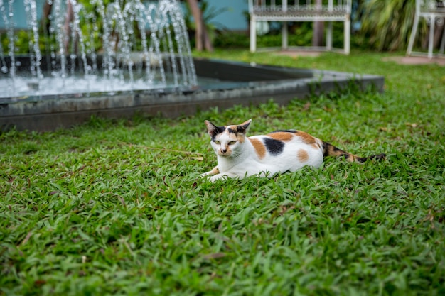 Gato blanco en la hierba de Manila en el parque.