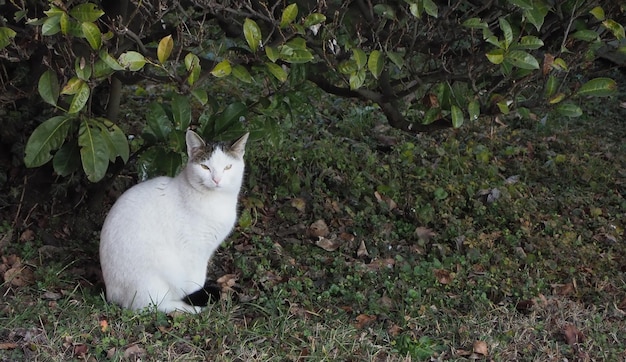 Gato blanco en la hierba