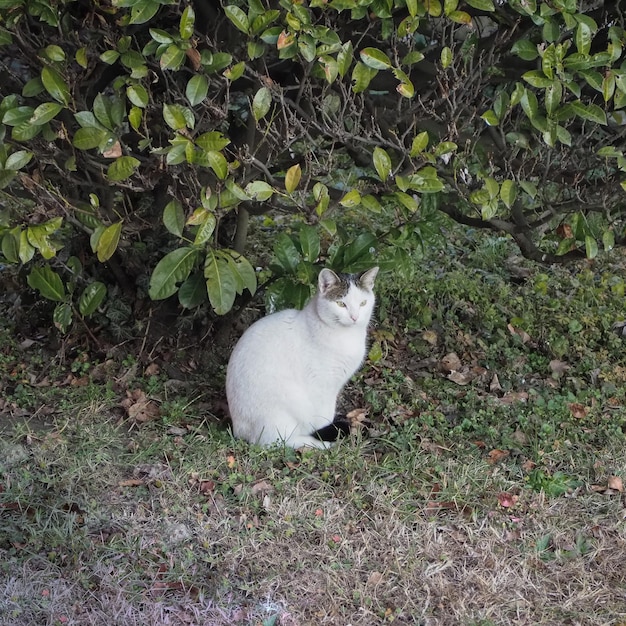 Gato blanco en la hierba