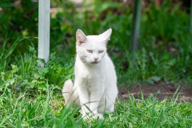 Gato blanco en la hierba