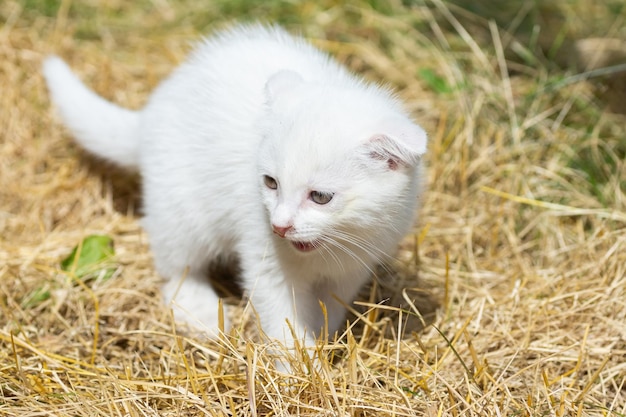 Gato blanco en la hierba