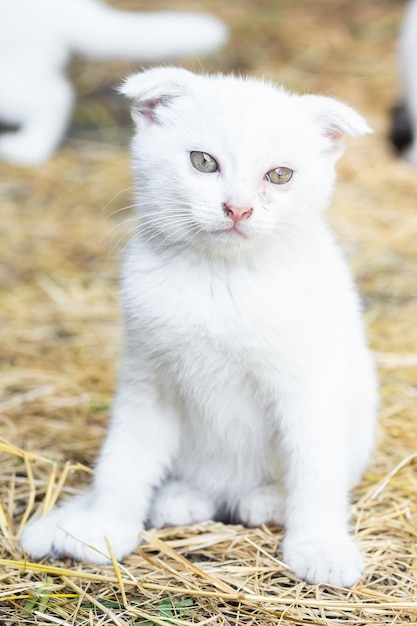 Gato blanco en la hierba