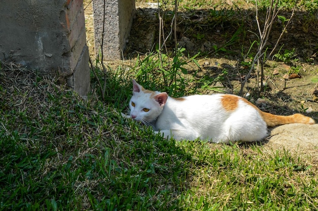 Gato blanco en el jardín